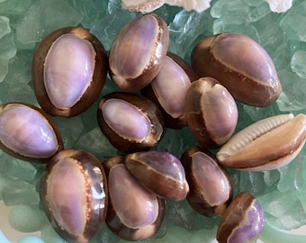 Purple Top Cowrie Shells (15 pcs ) - Seashell Supply - Coastal Home Decor - Seashells - Craft Supply - Beach Decor - Wedding Decor -Nautical