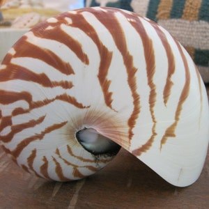 Natural Nautilus Shell - Large Nautilus - Coastal Home Decor - Seashells - Beach Wedding - Seashell Supply