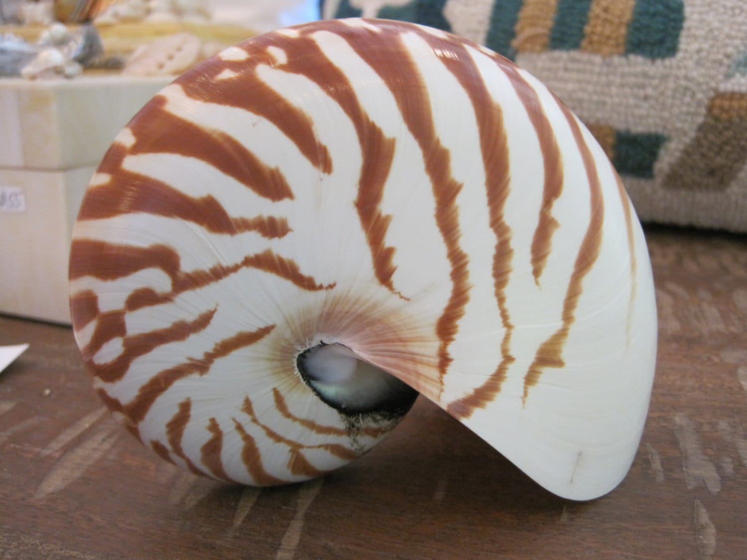 Natural Nautilus Shell Large Nautilus Coastal Home Decor Etsy