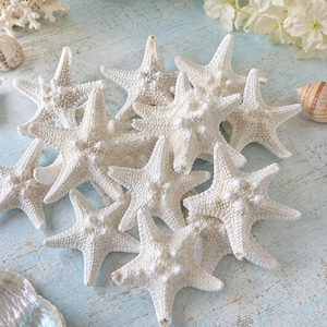 Puede incluir: Una colección de estrellas de mar blancas secas con superficies texturizadas y rugosas, cada una con cinco brazos distintos. Las estrellas de mar están dispuestas en un grupo, mostrando su estructura rígida natural y su color blanco hueso.