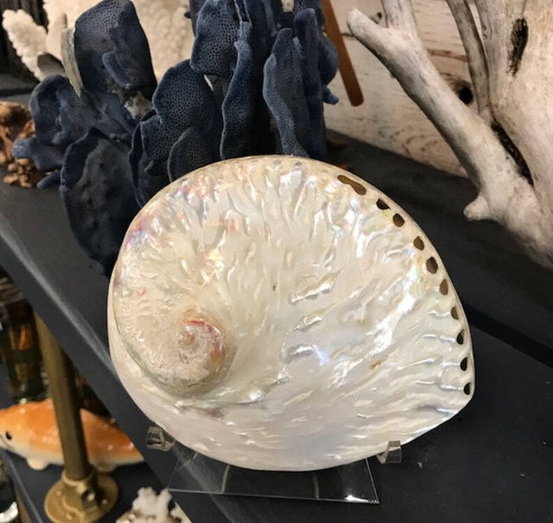 Creamy white Abalone Seashell 1 Large Abalone Shell Etsy