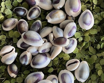 Purple Top White Cowrie Shells (25 pcs ) - Cowries - Seashell Supply - Coastal Home Decor - Seashells - Craft Supply -Beach Decor -Nautical