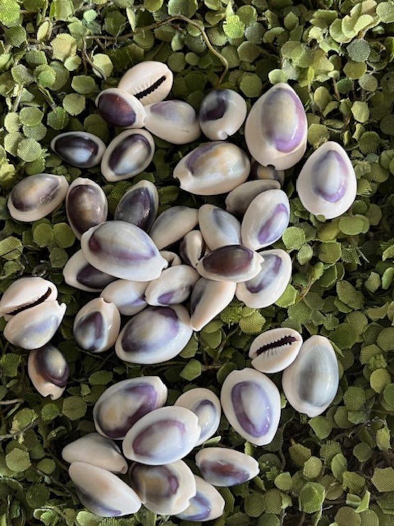 Cowry Shell Colours Purple Top White Cowrie Shells (25 Pcs ) - Cowries - Seashell Supply ...