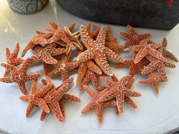 小さな砂糖ヒトデ 2～3インチ (6個) - ヒトデ - 貝殻 - 貝殻用品