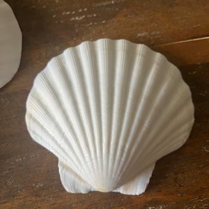 May include: A large, white scallop seashell with a ribbed texture. The shell is open, displaying its natural form and intricate details. The shell is a natural, decorative item.