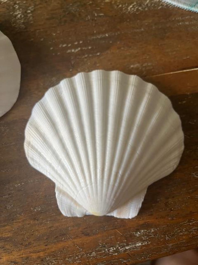 May include: A large, white scallop seashell with a ribbed texture. The shell is open, displaying its natural form and intricate details. The shell is a natural, decorative item.
