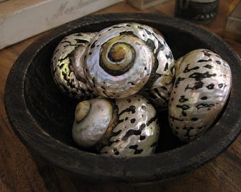 Turbo Sarmarticus Shell - Seashells - Turbo Shell - Shells - Coastal Home Decor - Exotic Shells - Mother of Pearl Swirl Shell