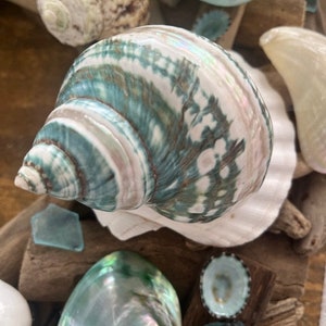 May include: A large, green and white seashell with a swirling pattern. The shell has a pearlescent sheen and is surrounded by other seashells and sea glass.