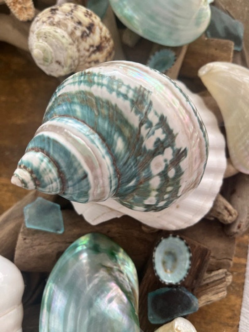 May include: A large, green and white seashell with a swirling pattern. The shell has a pearlescent sheen and is surrounded by other seashells and sea glass.