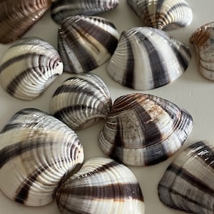 Muscheln - Mexikanische Sonnenuntergang gestreifte Muscheln (10) - Muschel Versorgung - Strand Hochzeit - Handwerk Muscheln - Küsten Wohnkultur - Rahmen