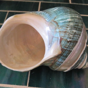 May include: A large, iridescent seashell with a blue, green, and white striped pattern. The shell is open and has a smooth, white interior.