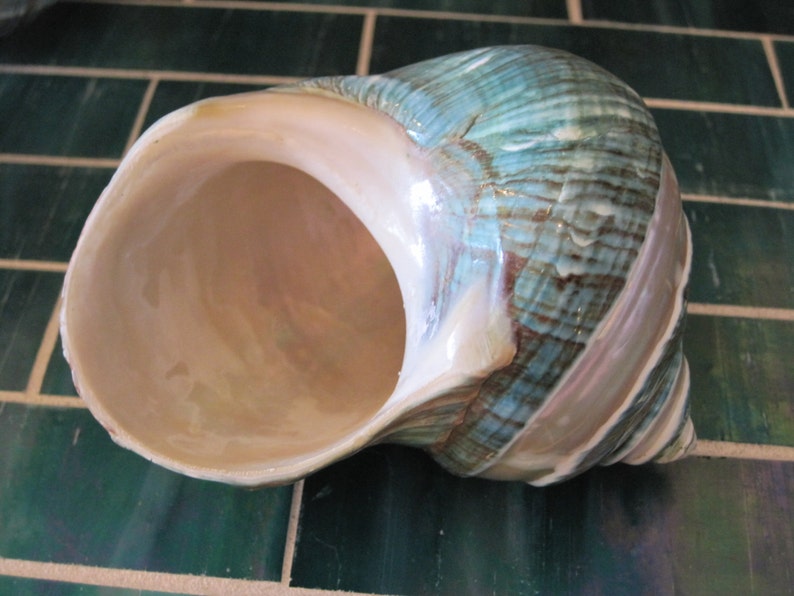 May include: A large, iridescent seashell with a blue, green, and white striped pattern. The shell is open and has a smooth, white interior.
