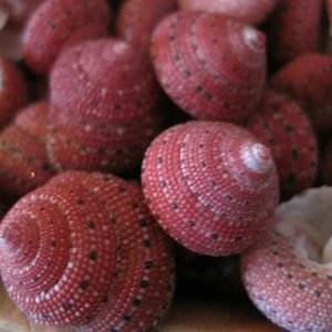 Puede incluir: Una colección de pequeñas conchas rosadas y blancas con un patrón en espiral. Las conchas tienen una superficie texturizada y están dispuestas en una pila.