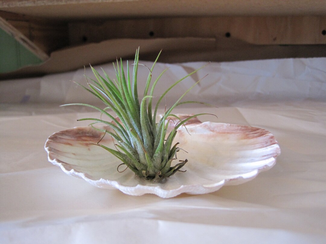 Beach Decor Irish Deep Airplant Shell - Air Plant - Irish Deep Shell ...