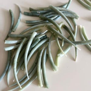 May include: A scattering of pale green, curved glass rods on a light surface. The rods, of varying lengths and thicknesses, have a slightly translucent quality. The cut ends reveal a hollow interior. The overall effect is organic and delicate, reminiscent of plant stems.