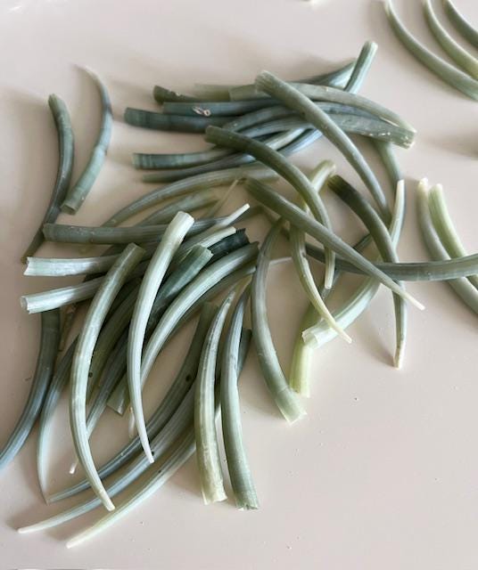 Green Dentalium Shells - Real Green Tusk Shells - 10 pc (2.5 -3")Beach Decor Seashells - Craft Shells - Coastal Home Decor - Bulk Seashells