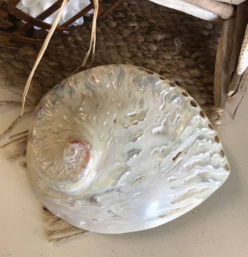Creamy white Abalone Seashell 1 Large Abalone Shell Etsy