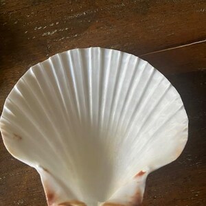 May include: A large, white scallop shell with a ridged texture. The shell has a natural, pearlescent sheen and a subtle gradient of brown and pink hues along the edges. The shell is open, revealing its concave interior.