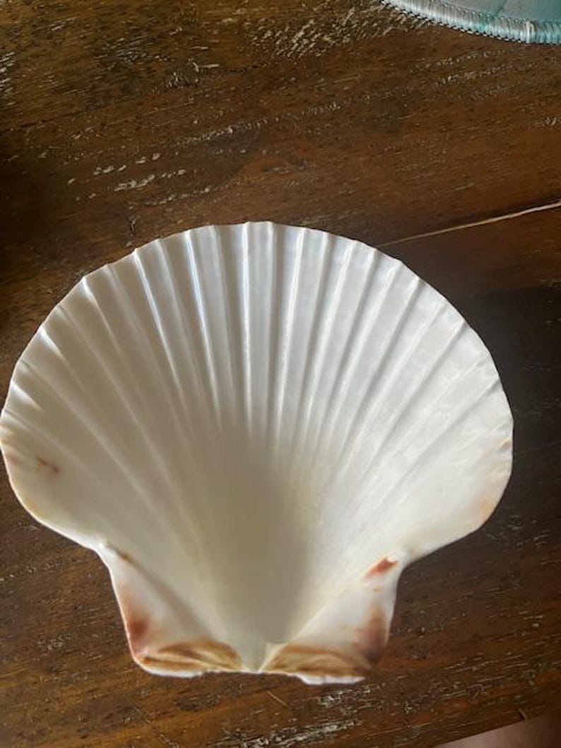 May include: A large, white scallop shell with a ridged texture. The shell has a natural, pearlescent sheen and a subtle gradient of brown and pink hues along the edges. The shell is open, revealing its concave interior.