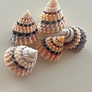 Candy Snail Seashells 15 Seashell Supply craft seashells image 3