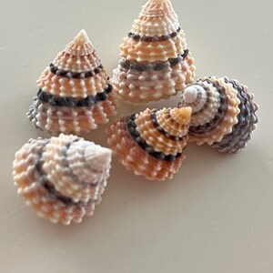 Candy Snail Seashells (15) - Seashell Supply - Craft Seashells - Etsy