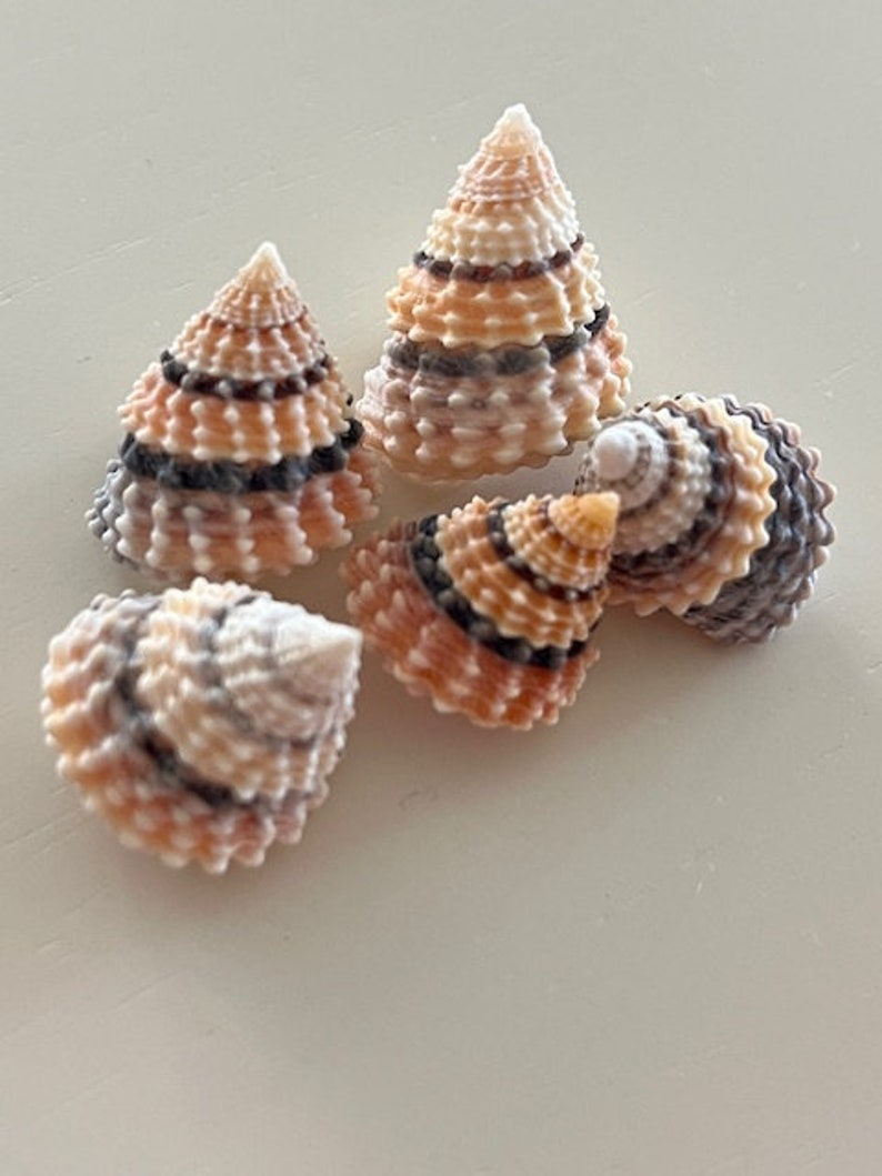 Candy Snail Seashells (15) - Seashell Supply - Craft Seashells - Etsy