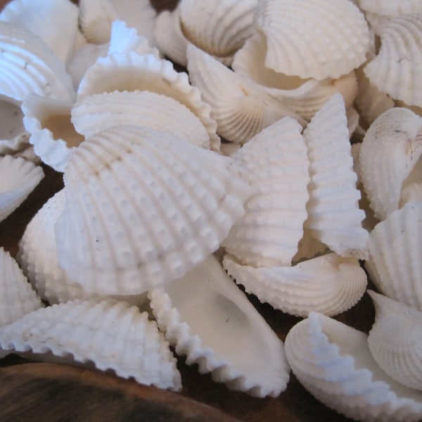 White Ark Seashells (15 PC) - Seashell Supply - Beach Wedding - Craft Seashells - Coastal Home Decor - White Shells - Seashell Projects