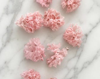 Pink Fan Lace Corals - Rare Vibrant Pink Coral- CHOOSE YOUR SIZE - Genuine Natural Corals -Coastal -Beach Wedding - Rare Specimen-Collectors
