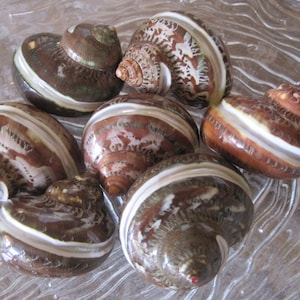 Beach Decor Brown Spotted and Banded Turbos - Seashell Supply - Seashells - Shells - Natural Shells - Beach Wedding