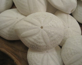 Puffy Sand Dollars (3) - Seashell Supply  - Seashells - Sand Dollar - Seashell craft supply - Beach Wedding