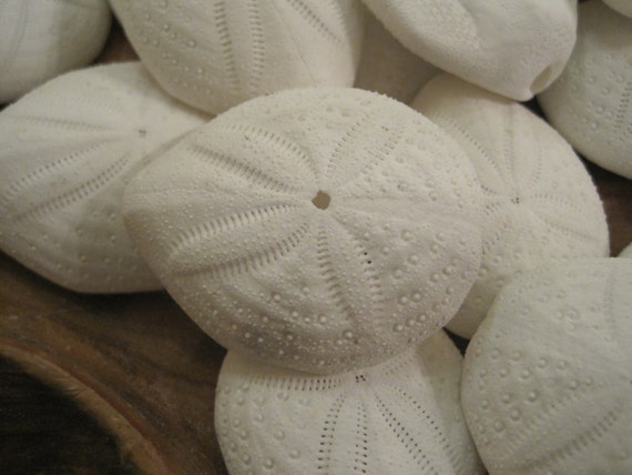 Real Sand Dollars 3 to 3 1/2 Set of 4, Sand Dollar Shells, Seashell  Wedding, Sand Dollars for Crafts