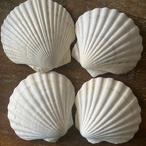 May include: Four white scallop shells with textured, fan-like ridges. The shells are arranged on a wooden surface, showcasing their natural, organic shapes. These decorative shells are ideal for coastal decor or craft projects.