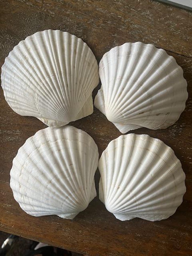 May include: Four white scallop shells with textured, fan-like ridges. The shells are arranged on a wooden surface, showcasing their natural, organic shapes. These decorative shells are ideal for coastal decor or craft projects.