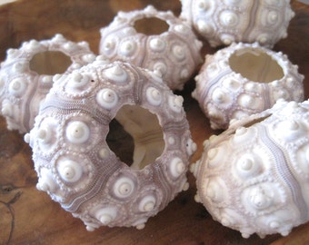 May include: A collection of six white and light purple sea urchins with a textured surface. The sea urchins are arranged in a circle on a wooden surface.
