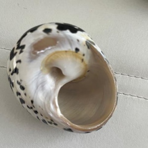 May include: A white seashell with black spots. The shell has a large opening and a smooth, glossy surface.
