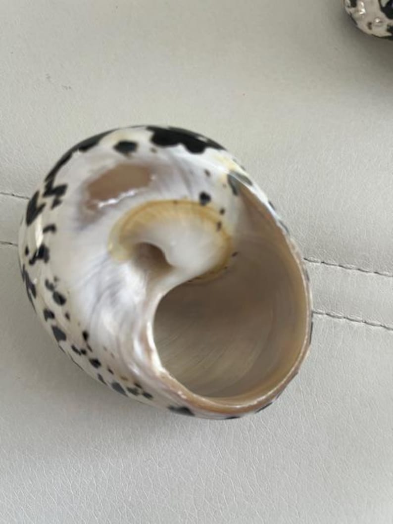 May include: A white seashell with black spots. The shell has a large opening and a smooth, glossy surface.