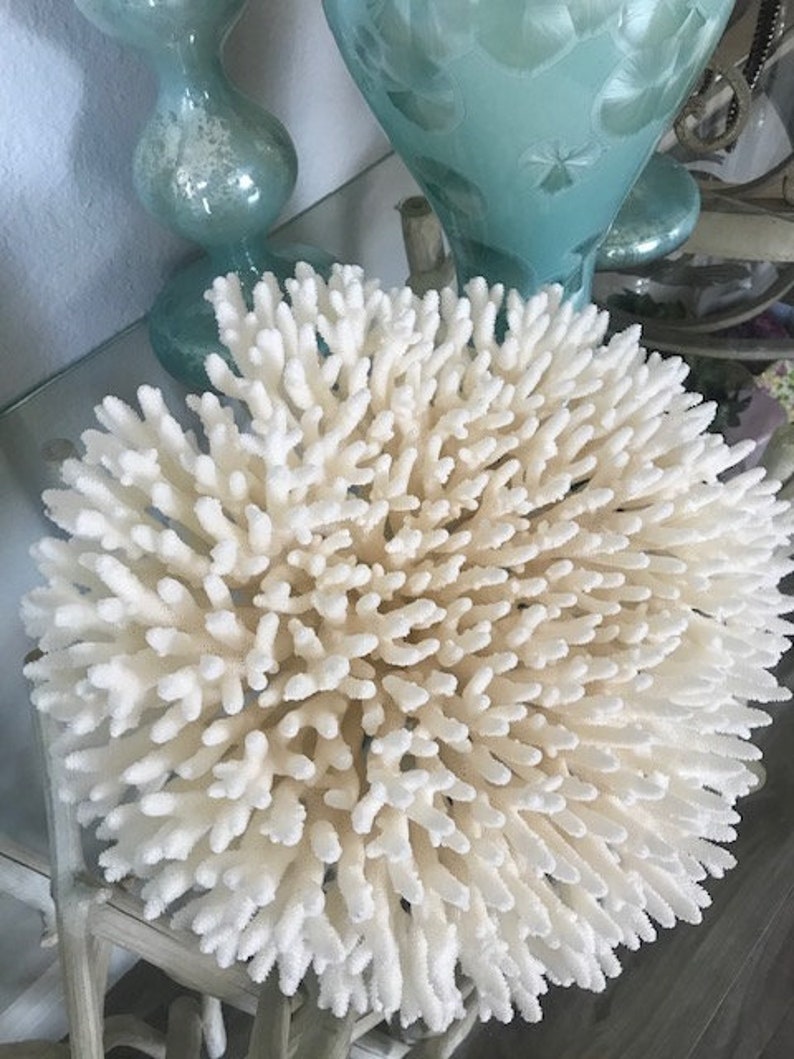 Beach Decor Table Coral Coral Seashells Beach Decor Coastal Home Decor Natural Coral Seashells, Shells image 7