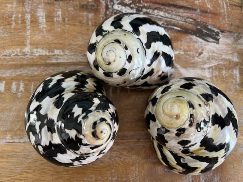 XL Magpie Turbo Shell (1 pc)- Hermit Crab Shell - Large Opening Sizes (1.25" & up) - Natural Turbo Shell -Seashell Supply- Magpie Turbo image 9