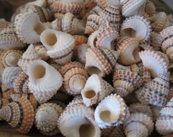 Candy Snail Seashells (15) - Seashell Supply - craft seashells