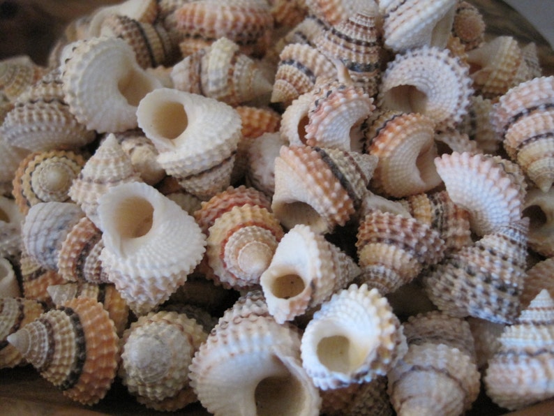 Candy Snail Seashells 15 Seashell Supply craft seashells image 9
