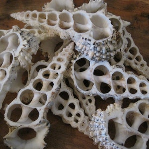 Puede incluir: Una colección de conchas blancas con intrincados patrones, con una estructura similar a un panal de abejas. Las conchas están dispuestas en una pila, mostrando sus delicados detalles.