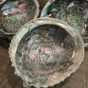 Rainbow Pink Abalone Seashell (1)  - Large Abalone Shell Abalone - Seashell Supply - Craft Seashells - Coastal Home Decor - Beach Wedding