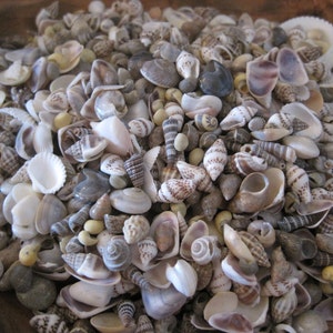 Tiny Mixed Shells (1 cup - 250+) Craft Shells - Beach Wedding - Nautical Decor - Beach Decor