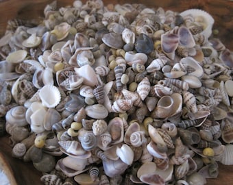 Tiny Mixed Shells (1 cup - 250+) Craft Shells - Beach Wedding - Nautical Decor - Beach Decor