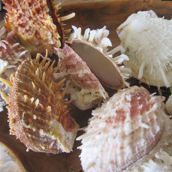 Pale White/Brown/Purple Spiky Spiny Oyster Shells (2) - Shells - Seashell Supply  - Craft Seashells - Coastal Home Decor