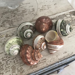 Beach Decor Brown and Green Turbo Petholatus Shells (3 PC) - Turbo Shells - Hermit Crab Shell - Seashell Supply -Shells -Beach Wedding