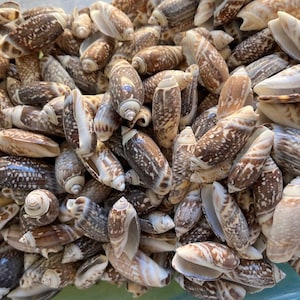 May include: A close-up of a collection of small, brown and white seashells. The shells are smooth and have a variety of patterns.