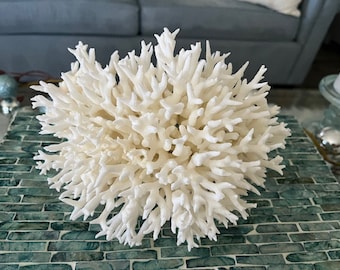 Beach Decor Birdsnest Coral - Coral - Seashells - Beach Decor - Coastal Home Decor - Natural Coral - Shells - White Coral - Beach Wedding