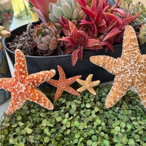 Sugar Starfish Sampler Collection - 4 Piece Sugar Starfish - Multi sized Sugar Starfish - Crafter Starfish - Natural - Coastal Home Decor