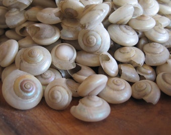 White Pearl Umbonium Shells (1 cup) - Craft Shells - Beach Wedding - Nautical Decor - Beach Decor - Seashell Supply - Filler Shells